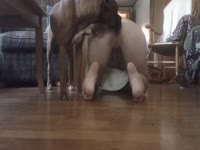 Big dog dick got inserted to a lady's tight pussy